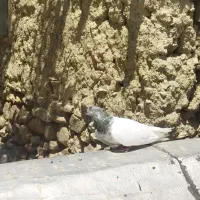 انواع کبوتر فروشی|پرنده|بستان آباد, |دیوار