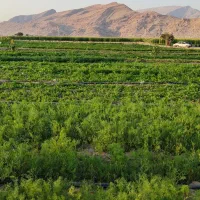 اجاره زمین به متراژ ۶۰۰ متر کمربندی اول