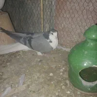 کرماده|پرنده|اصفهان, بهارانچی|دیوار