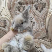 خرگوش لوپ زیبا|موش و خرگوش|هشتگرد, فاز ۳ مهستان|دیوار