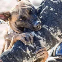 اموزش تخصصی سگ و مربی ، تربیت پانسیون گارد تضمینی|خدمات آموزشی|تهران, سعادتآباد|دیوار