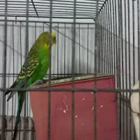 قناری ماده زرد ودارچینی  ۲ساله جفت نخورده|پرنده|رشت, نخودچر|دیوار