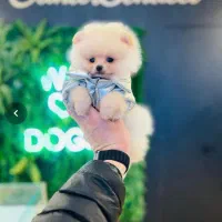 انوا.ع نژاد سگ های آپارتمانی