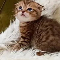 اصیل ترین گربه های بلو وگلد|گربه|جم, |دیوار