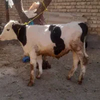 دو راس گاو آبستن و گوساله