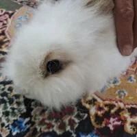 خرگوش