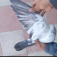 کفت.ر|پرنده|سیرجان, |دیوار