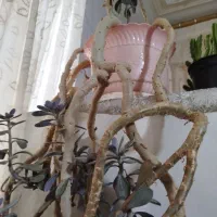 حراج تعدادی گل سالم دانه جهارصد