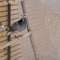 جوجه پلاکی درجه یک|پرنده|لنجان, |دیوار