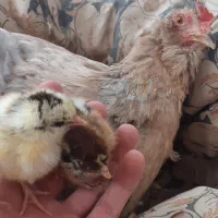 مرغ و جوجه گلین زرین شهر