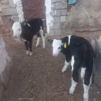 گوساله‌نر‌اصیل‌شیرخاروخوراکخور