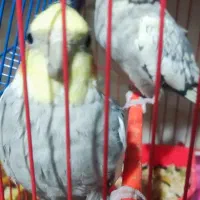 عروس هلندی جفت|پرنده|باسمنج, |دیوار