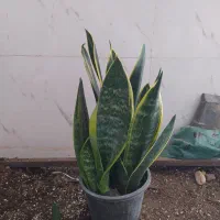 گل و گیاه سانسوریا ابلق