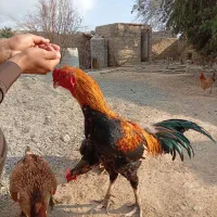 خروس|حیوانات مزرعه|سراوان, |دیوار