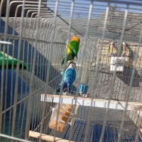 فقط دومیلیون وپانصد تومن|پرنده|یاسوج, |دیوار