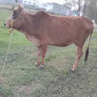 گاو گیل دورگ ۳ماه حامله|حیوانات مزرعه|رشت, حومه رشت|دیوار