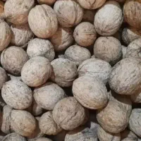 فروش گردو برداشت امسال