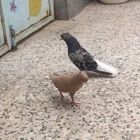 یه جفت کوهی دم سفید آتشی