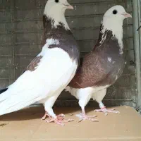 کبوتردونسته پرش سنگین به شرط وباضمانت تضمین صددرصد|پرنده|تهران, شهید رجایی|دیوار