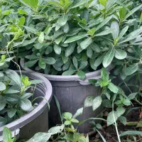 پیتسپروم (میخک) سطل ۱۰