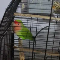 طوطی کوتوله برزیلی|پرنده|رودسر, |دیوار