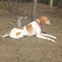 گمشده|سگ|تالش, هشتپر|دیوار