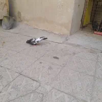 چندعدد کفتر سینهای|پرنده|مهریز, |دیوار