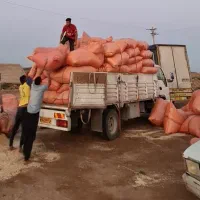 کاه|خدمات باغبانی و درختکاری|زرین دشت (فارس), |دیوار