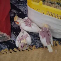 عروس هلندی|پرنده|دوگنبدان, |دیوار