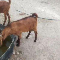 حیوانات مزرعه