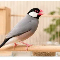 فنج گلدین.زبرا.نرگسی.بنگالی