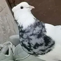 طوقی زرین، رنگی