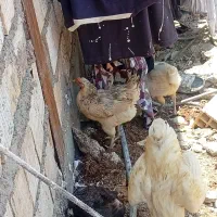 فروش شیش عدد مرغ محلی باشش جوجه