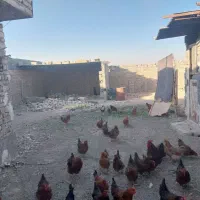 زمین ۴دیواری مختص دامداری