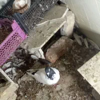 کبوتر افغانی ماده سرخ نر سیاه|پرنده|تربتحیدریه, آسایش|دیوار