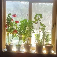 فروش باغ در روستای لاریچه|فروش خانه و ویلا|دهاقان, |دیوار