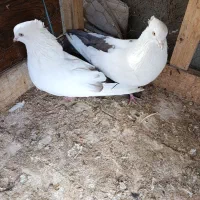 کبوتر دم بادمجانی|پرنده|میانه, |دیوار