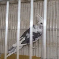 عروس هلندی