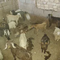 بزوکره|حیوانات مزرعه|مهریز, |دیوار