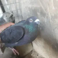 زاغ|پرنده|زبرخان, |دیوار