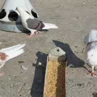 گرده دار|پرنده|بروجرد, |دیوار