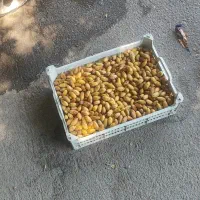 رطب سعمران