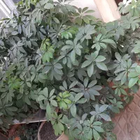 گل شفلرا|گل و گیاه طبیعی|تهران, هاشم‌آباد|دیوار