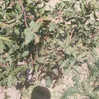 باغ پسته بارده و چهار دیورای