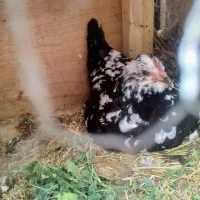 تخم مرغ گلین پنگوئن  نطفه دار|حیوانات مزرعه|قم, قلعه عموحسین|دیوار