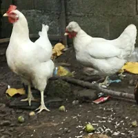 سه عدد مرغ ضایعات معاوضه ضایعات خریدارم