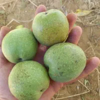 گردودرجه یک یک