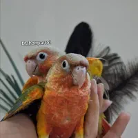 جوجه طوطی گرینچیک اناناسی/ملنگو عروس کوتوله