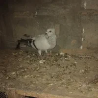 کبوتر