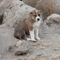 سگ سرابی|سگ|بیستون, |دیوار